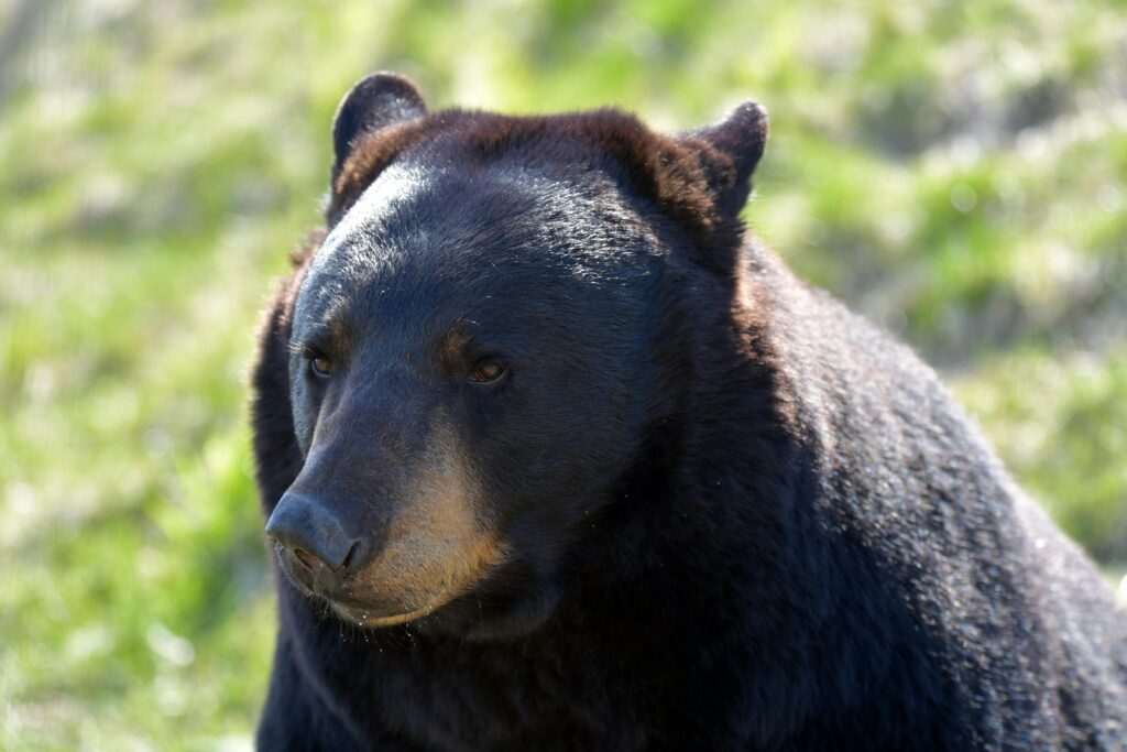 Black bear in Anchorage, Alaska, reflecting the wildlife families can discover on an Alaska Zoo day
