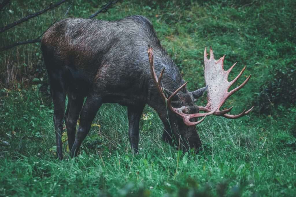 Wild moose grazing in Kincaid Park in Anchorage, Alaska