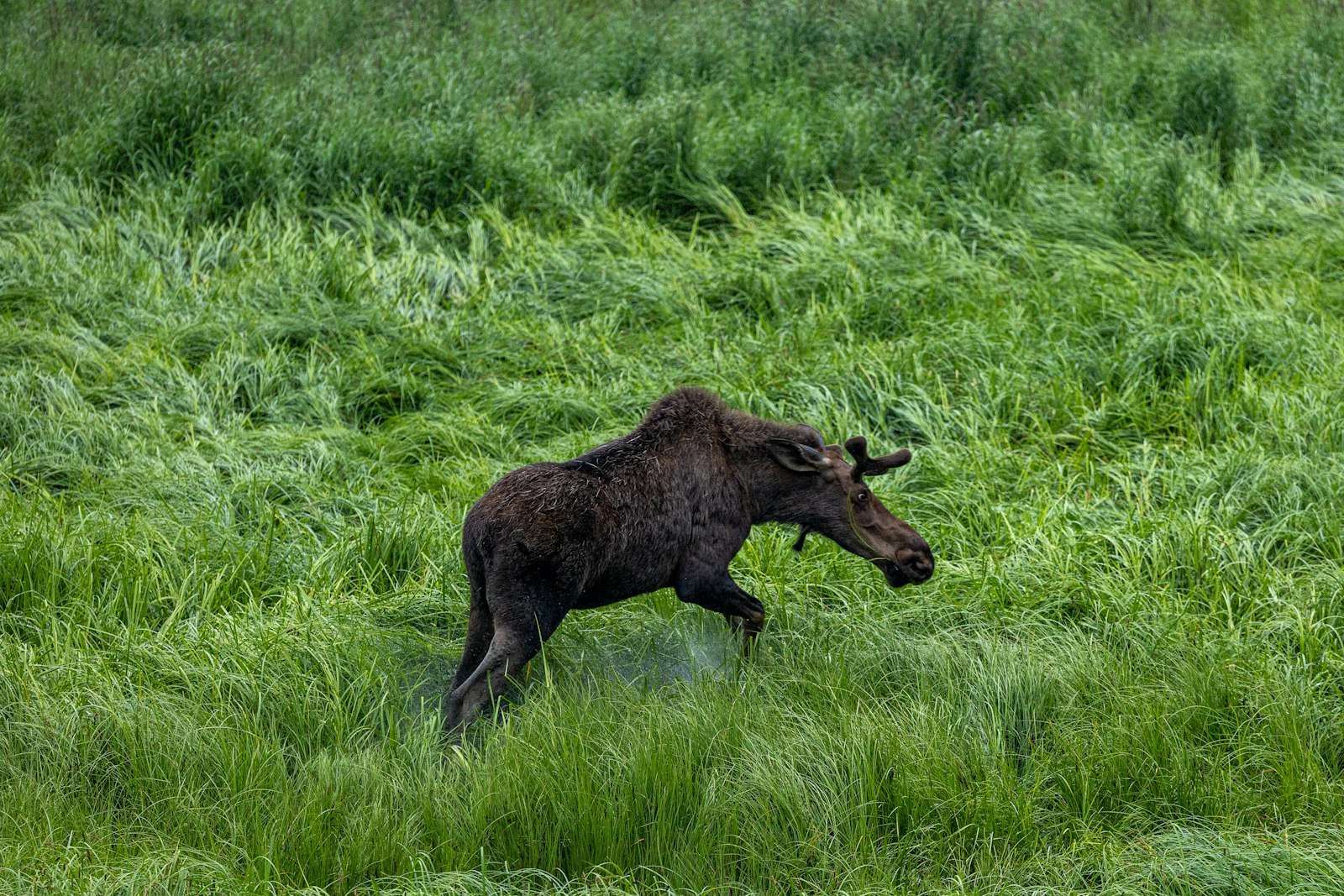 Moose in a green summer field near Anchorage, Alaska
