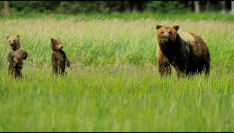 Alaska Tours tours excursions in AK (departure location), Alaska