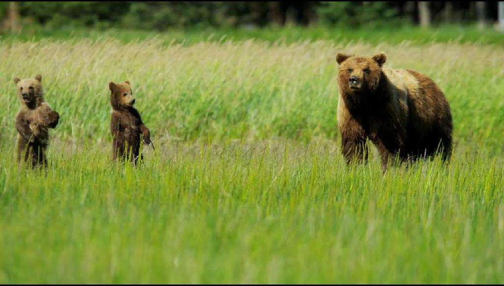 Alaska Tours tours excursions in AK (departure location), Alaska