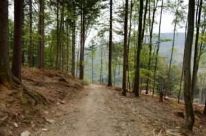 Tank Trail – Far North Bicentennial Park