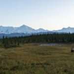 Early Summer Wildlife Viewing in Anchorage: Your Complete 2026 Guide