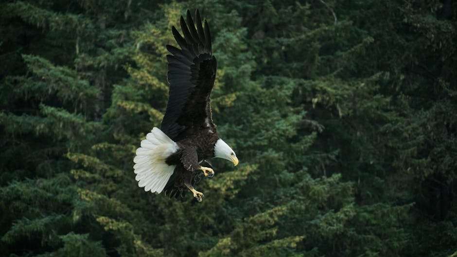 Spring Eagle Watching on Turnagain Arm outdoor activity in Anchorage to Girdwood, Alaska