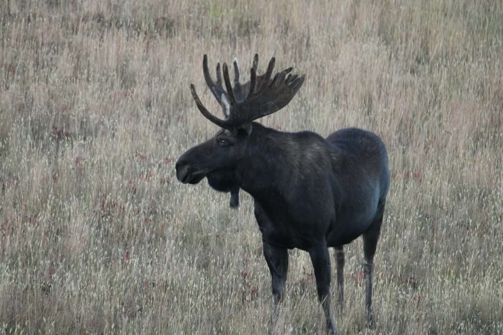 Wildlife Viewing in Anchorage: Moose, Bears & Bald Eagles