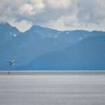Make the Most of Alaska Summer Adventures: Your 2026 Guide