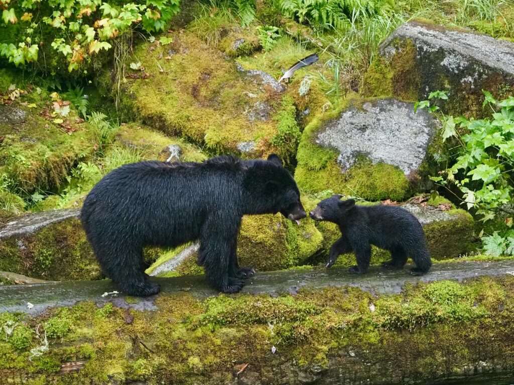 Alaska Wildlife Conservation Center family friendly in Girdwood, Alaska