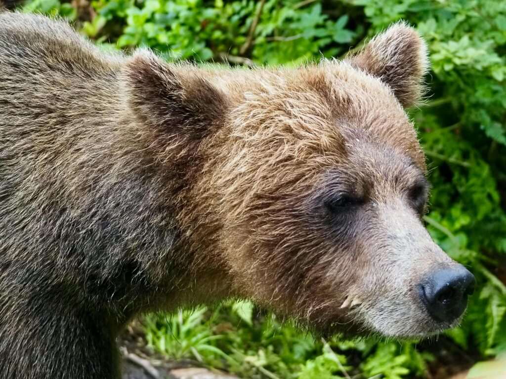 Greatland Adventures outdoor activity in Anchorage, Alaska