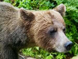 Greatland Adventures