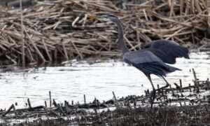 Spring Bird Migration at Potter Marsh
