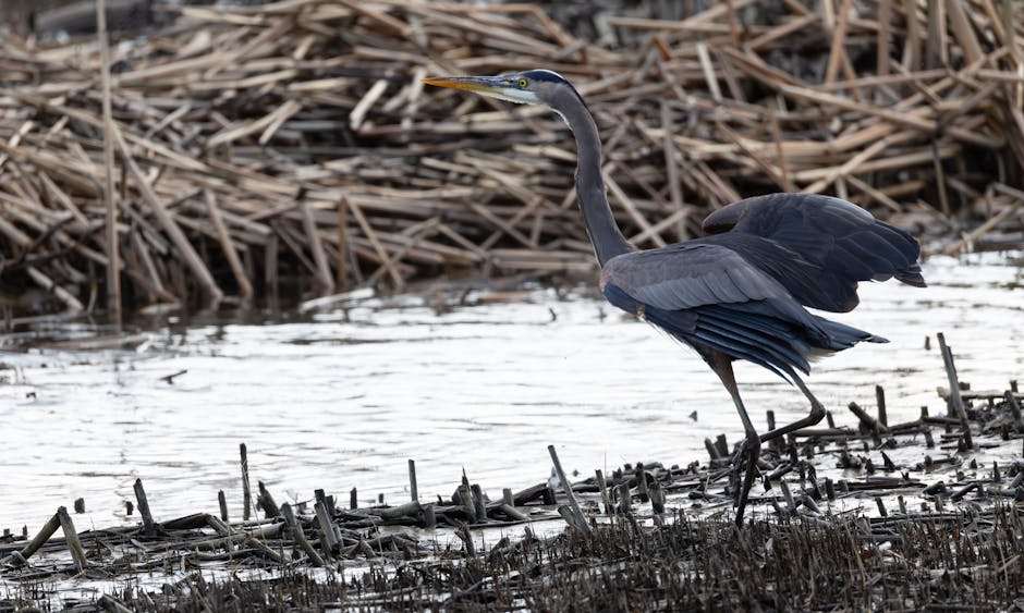 Spring Bird Migration at Potter Marsh outdoor activity in Anchorage, Alaska