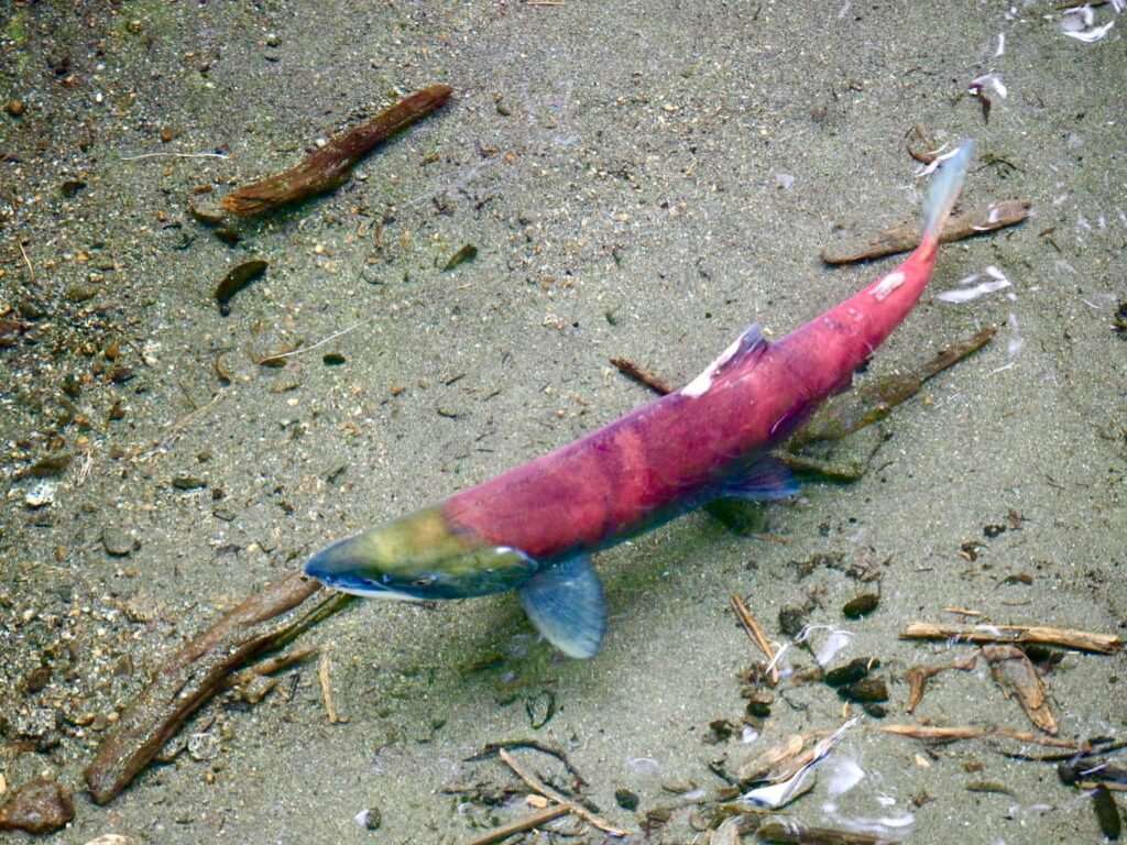 Sockeye salmon swimming in an Alaska river