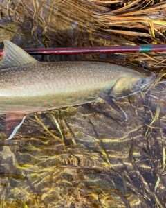 Miller’s Riverboat Service