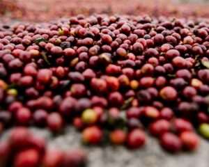 Kaladi Brothers Coffee