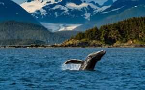 Cook Inlet Beluga Whale Viewing