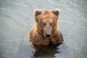 FlyAKAir Bear Viewing Tours