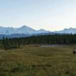 Best Anchorage Trails for Summer Wildlife Viewing