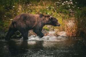 Resurrection Creek Bear Viewing