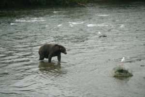 Russian River Falls Bear Viewing