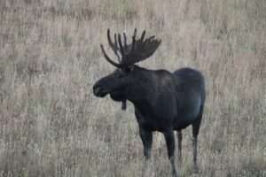 Anchorage Wildlife Viewing Guide: Where to See Alaska Animals 2026