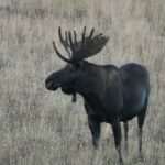 Memorial Day Wildlife Viewing Near Anchorage 2026