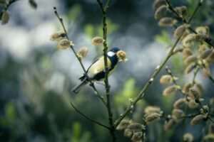 Anchorage Audubon Society Guided Bird Walks