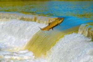 Bird Creek Fishing