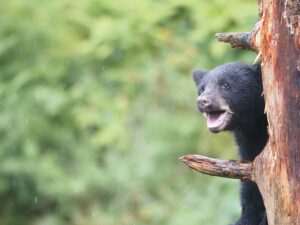 Bear Paw Festival