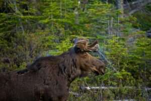 Campbell Creek Trail