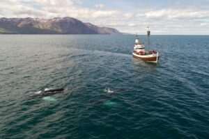Seward Ocean Excursions