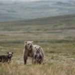 Complete Family Guide to Alaska Wildlife Centers