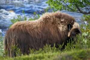 Musk Ox Farm