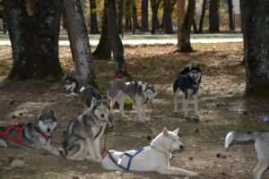 Go Dog Sled Alaska