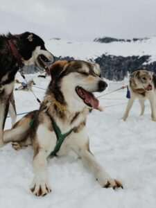 Alaska Dog Mushing Experiences 2026: Sled Dog Tours, Kennel Visits & More