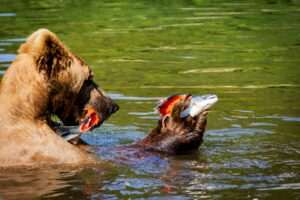 Kenai River Pink Salmon Run 2026 — Fishing the August Humpy Bonanza