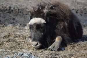 Oomingmak Musk Ox Producers’ Co-operative
