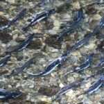 Salmon Fishing in Anchorage 2026: Ship Creek, Bird Creek & Beyond