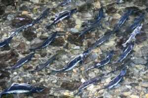 Salmon Fishing in Anchorage 2026: Ship Creek, Bird Creek & Beyond