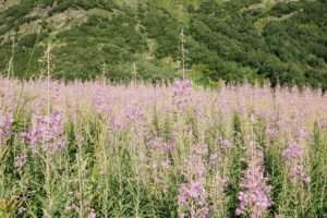 Alaska Wildflower Season 2026: When & Where to See Blooms Near Anchorage