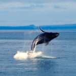 Alaska Whale Watching 2026 — Best Spots, Tours & Cruises from Anchorage