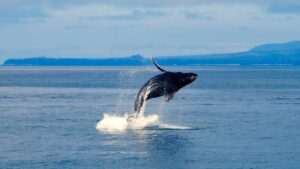 Alaska Whale Watching 2026 — Best Spots, Tours & Cruises from Anchorage