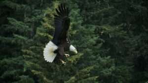 Birdwatching in Anchorage 2026: Best Spots, Species & Migration Guide