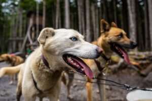 Seavey’s IdidaRide Sled Dog Tours