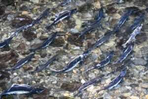 Ship Creek Salmon Viewing Area