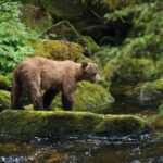Bear Viewing in Alaska 2026: Best Tours & Spots from Anchorage