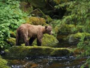 Eagle River Bear Viewing Trail
